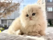 スコティッシュフォールド(折れ耳)【愛知県・男の子・2025年11月1日・クリームタビーホワイト】の写真15