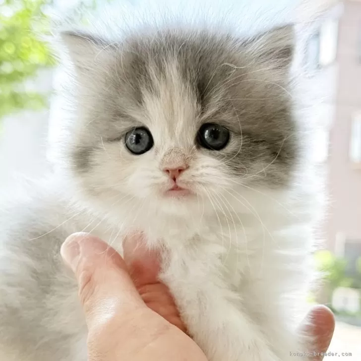 ID：2504-03039の子猫
