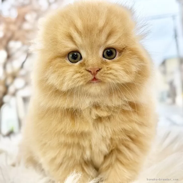 スコティッシュフォールド(折れ耳)【愛知県・女の子・2025年9月23日・レッドタビー】の写真1