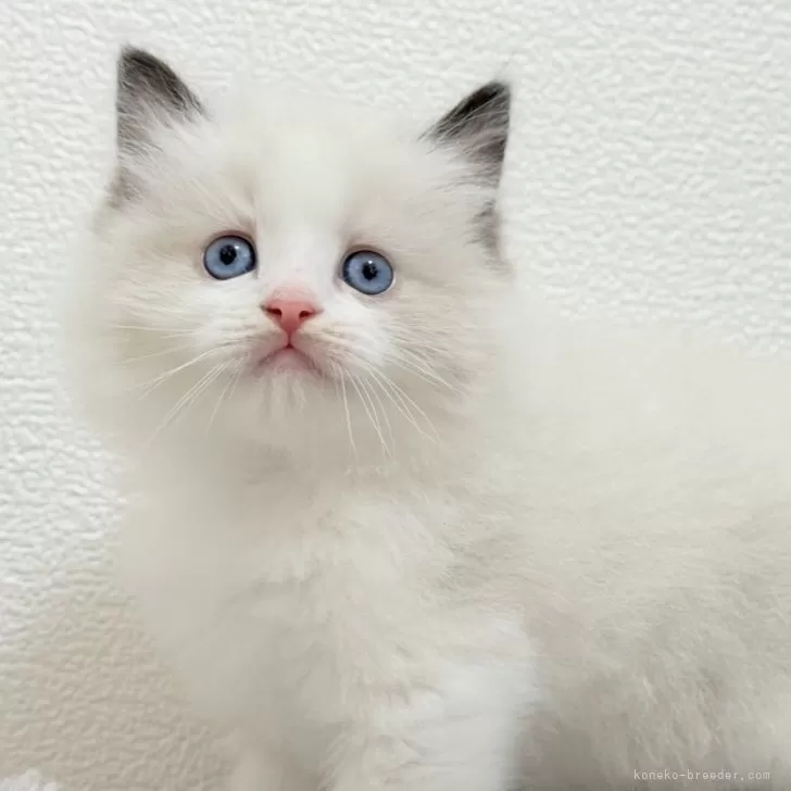 ID：2505-03956の子猫