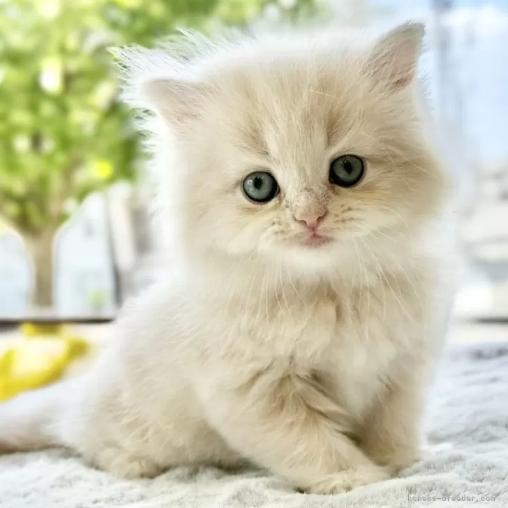 ふとっちょ 様のお迎えした子猫