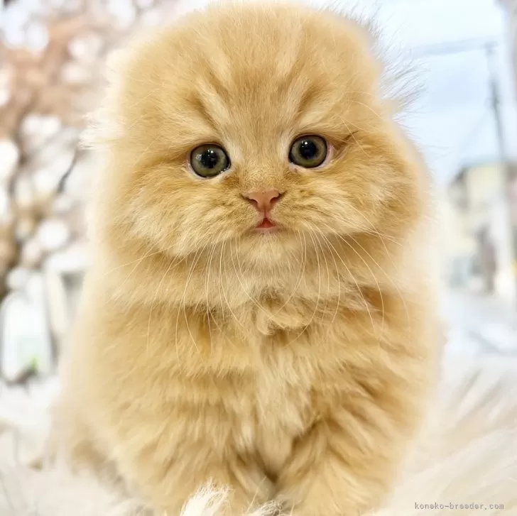 スコティッシュフォールド(折れ耳)【愛知県・女の子・2025年9月23日・レッドタビー】の写真1