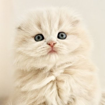 スコティッシュフォールド(折れ耳)【愛知県・男の子・2025年11月1日・クリームタビーホワイト（ロングヘアー）】の写真「たっぷり愛情込めてお世話した自慢の子です♪」