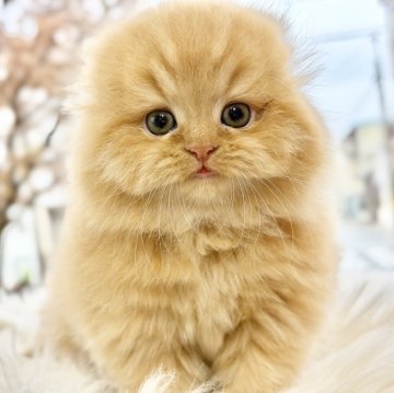 スコティッシュフォールド(折れ耳)【愛知県・女の子・2025年9月23日・レッドタビー（ロングヘアー）】の写真「たっぷり愛情込めてお世話した自慢の子です♪」