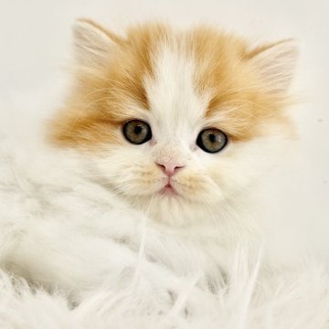 スコティッシュフォールド(立ち耳)【愛知県・男の子・2025年11月6日・レッドタビーホワイト（ロングヘアー）】の写真「たっぷり愛情込めてお世話した自慢の子です♪」