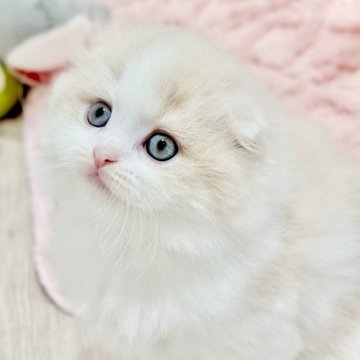 スコティッシュフォールド(折れ耳)【愛知県・男の子・2025年7月23日・クリームタビーホワイト（ロングヘアー）】の写真「たっぷり愛情込めてお世話した自慢の子です♪」