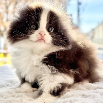 スコティッシュフォールド(折れ耳)【愛知県・男の子・2025年11月1日・ブラックホワイト（ロングヘアー）】の写真「たっぷり愛情込めてお世話した自慢の子です♪」
