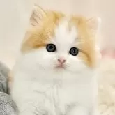 スコティッシュフォールド(立ち耳)