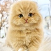 スコティッシュフォールド