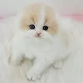 スコティッシュフォールド(折れ耳)【愛知県・男の子・2024年11月14日・クリームタビーホワイト】の写真1