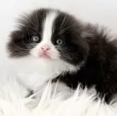 スコティッシュフォールド(折れ耳)