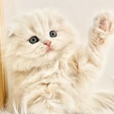 スコティッシュフォールド