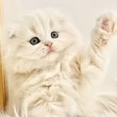 スコティッシュフォールド(折れ耳)