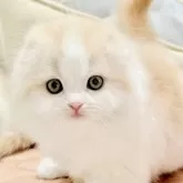 スコティッシュフォールド(折れ耳)