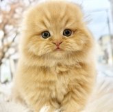 スコティッシュフォールド