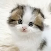 スコティッシュフォールド(折れ耳)