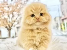 スコティッシュフォールド(折れ耳)【愛知県・女の子・2025年9月23日・レッドタビー】の写真2