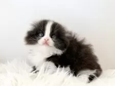 スコティッシュフォールド(折れ耳)【愛知県・男の子・2025年11月1日・ブラックホワイト】の写真2