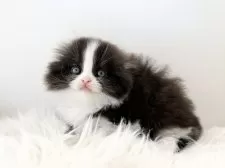 スコティッシュフォールド(折れ耳)【愛知県・男の子・2025年11月1日・ブラックホワイト】の写真3