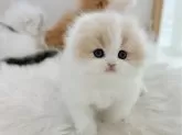 スコティッシュフォールド(折れ耳)【愛知県・男の子・2024年11月14日・クリームタビーホワイト】の写真3