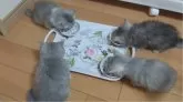 ミヌエット(長足)【千葉県・女の子・2024年9月17日・シェーデッドシルバー】の写真4「みんな食欲旺盛です！(右上)」