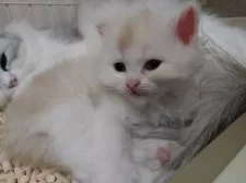 ミヌエット(長足)【千葉県・男の子・2025年9月26日・カメオタビーホワイト】の写真3