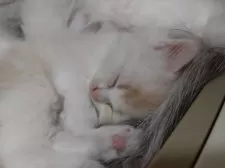 ミヌエット(長足)【千葉県・男の子・2025年9月26日・カメオタビーホワイト】の写真4