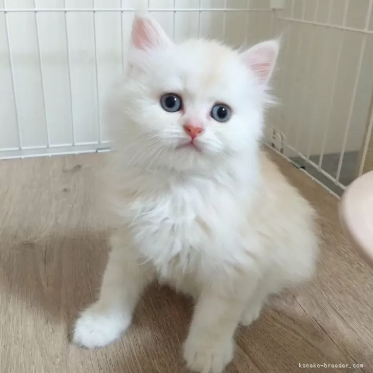 ID:2504-00328の子猫