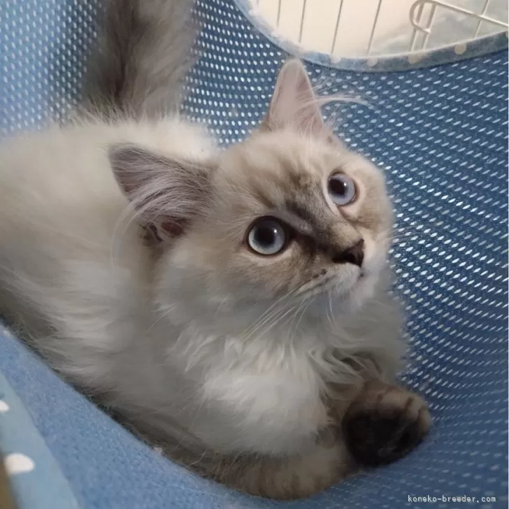 ID：2501-02507の子猫