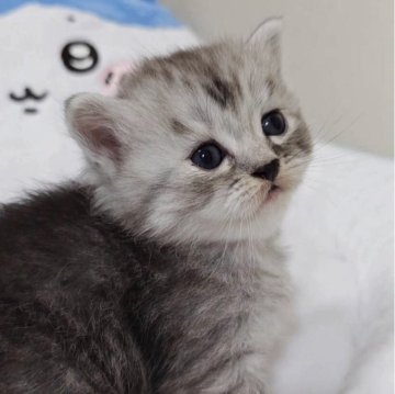 ミヌエット(長足)【千葉県・男の子・2025年9月26日・シェーデッドシルバータビー】の写真「くりくりでとっても可愛いイケメンくん！」