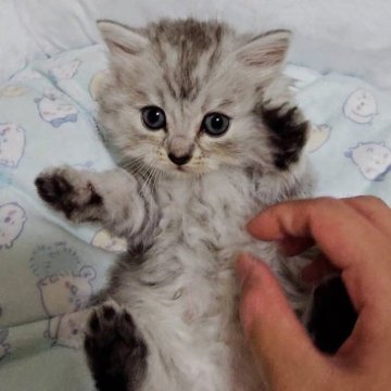 ミヌエット(長足)【千葉県・男の子・2025年9月26日・シェーデッドシルバータビー】の写真「くりくりでとっても可愛いイケメンくん！」