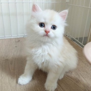 ミヌエット(長足)【千葉県・男の子・2025年3月11日・カメオタビー&ホワイト】の写真「まんまるクリーム系イケメンくん！可愛い動画もぜひ！」