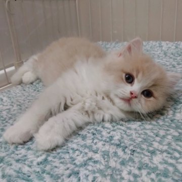 マンチカン【千葉県・男の子・2025年4月27日・クリームタビー&ホワイト】の写真「ふわふわでむくむくなクリームハチワレくん！」