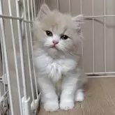 マンチカン(長足)