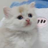 ミヌエット(長足)