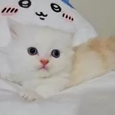 ミヌエット(短足)