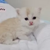 ミヌエット(長足)【千葉県・男の子・2025年9月26日・カメオタビーホワイト】の写真10