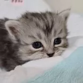 ミヌエット(短足)【千葉県・男の子・2025年9月26日・シェーデッドシルバータビー】の写真3