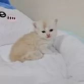 ミヌエット(長足)【千葉県・男の子・2025年9月26日・カメオタビーホワイト】の写真13