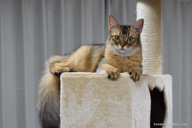 当猫舎で生まれた子達です。（ルディ）｜岩井　龍美(いわい　りゅうみ)ブリーダー(大阪府・ソマリ・JCC（旧ACC）/JCC登録)の紹介写真2