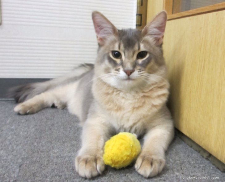 当猫舎で生まれた子達です。（ブルー）｜岩井　龍美(いわい　りゅうみ)ブリーダー(大阪府・ソマリ・JCC（旧ACC）/JCC登録)の紹介写真3