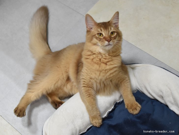 当猫舎で生まれた子です。（レッド）｜岩井　龍美(いわい　りゅうみ)ブリーダー(大阪府・ソマリ・JCC（旧ACC）/JCC登録)の紹介写真4