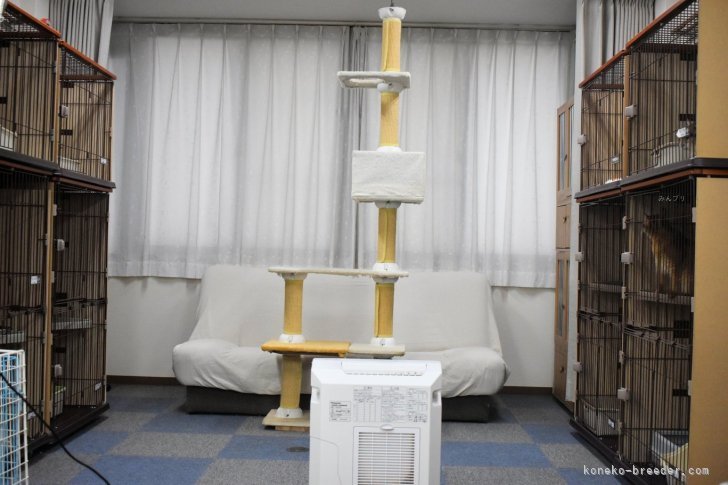 母猫と子供達の部屋｜岩井　龍美(いわい　りゅうみ)ブリーダー(大阪府・ソマリ・JCC（旧ACC）/JCC登録)の紹介写真7