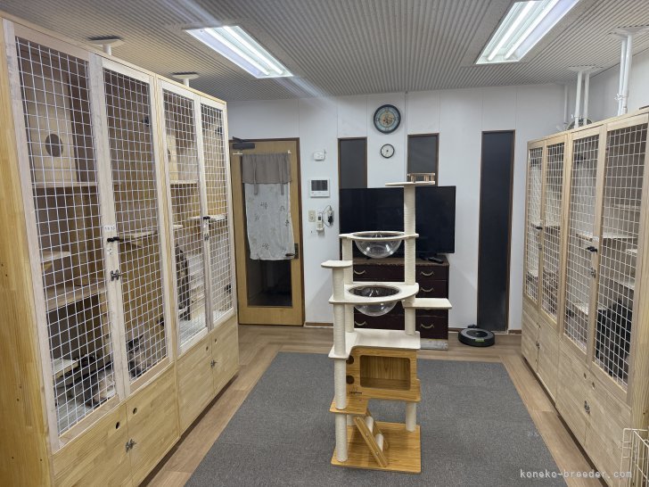 親猫たちの部屋（３F）｜岩井　龍美(いわい　りゅうみ)ブリーダー(大阪府・ソマリ・JCC（旧ACC）/JCC登録)の紹介写真8