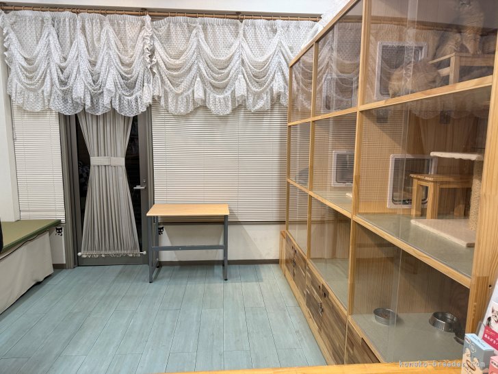 岩井　龍美(いわい　りゅうみ)ブリーダー(大阪府・ソマリ・JCC（旧ACC）/JCC登録)の紹介写真9