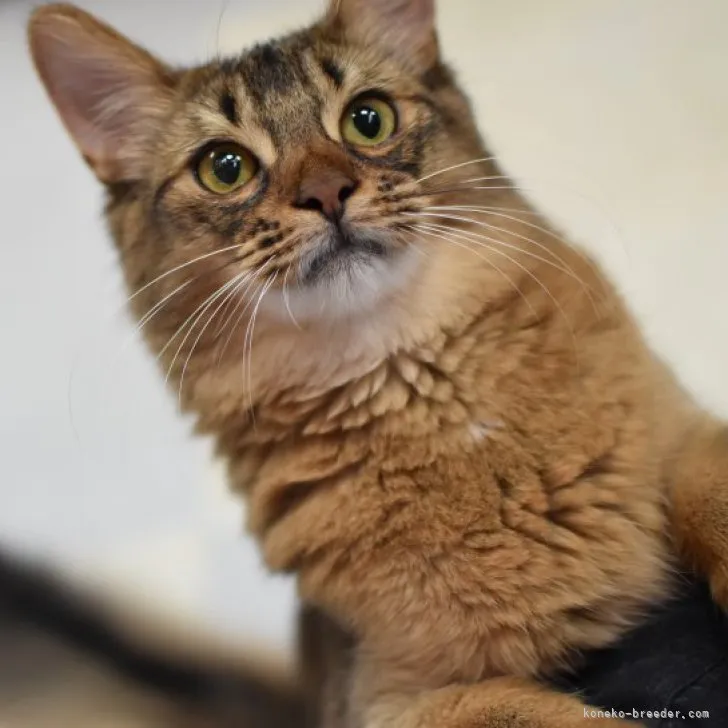 ID:2305-02195の子猫