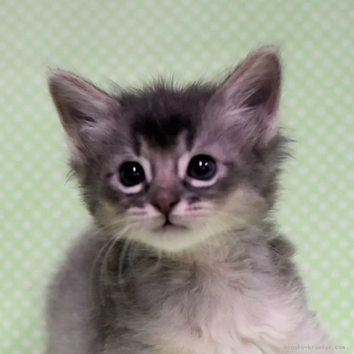 ID：2410-00746の子猫