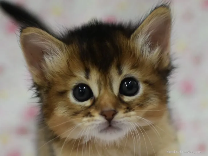 ID：2006-00426の子猫