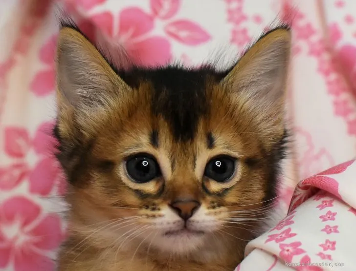 ID：2008-01874の子猫