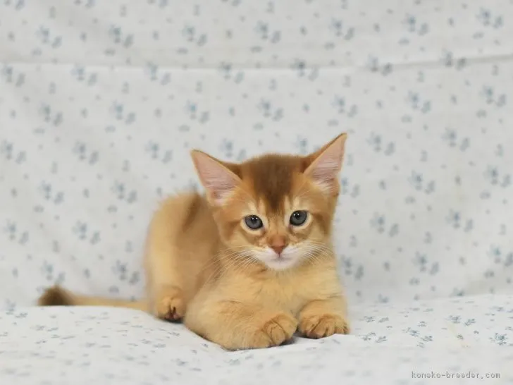 ID：1811-00969の子猫